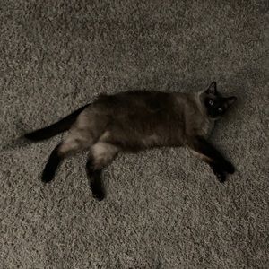 Meet your Posher, Casey